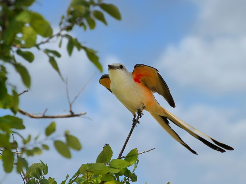 The Colony and The Tribute Seek Teams for Birding Tournament